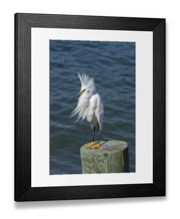 Framed Print : Snowy Egret, Florida Framed Print : Snowy Egret, Florida