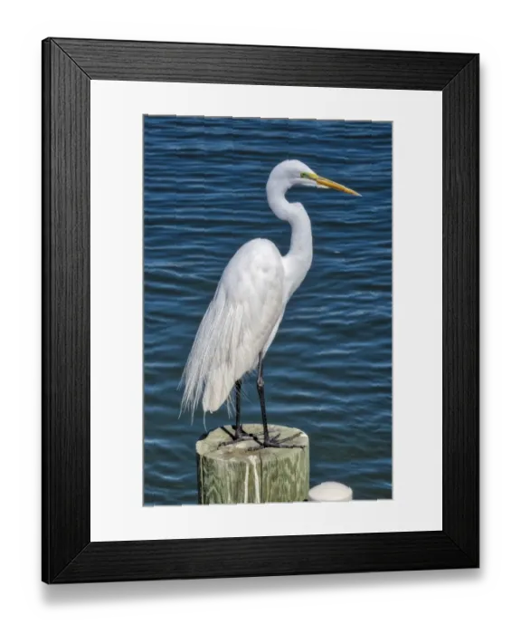 Framed Print : Great Egret, Florida Framed Print : Great Egret, Florida