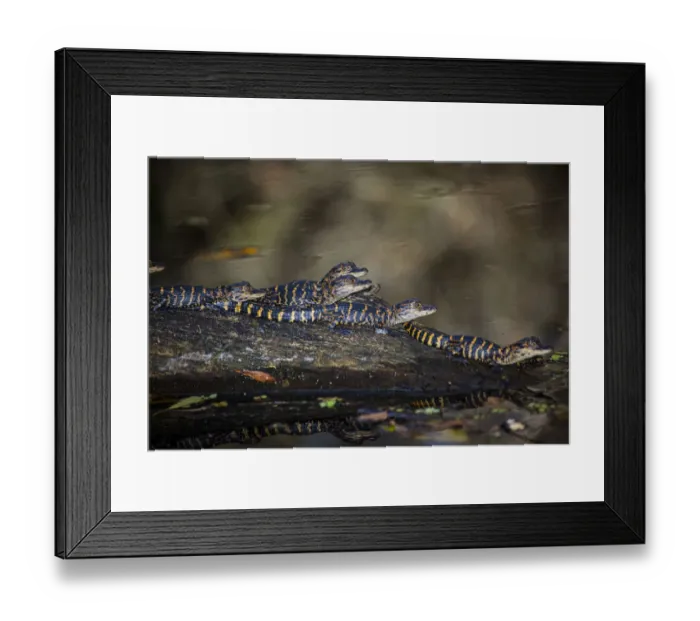 Framed Print : Young American alligators on a log in a south Florida swamp Framed Print : Young American alligators on a log in a south Florida swamp