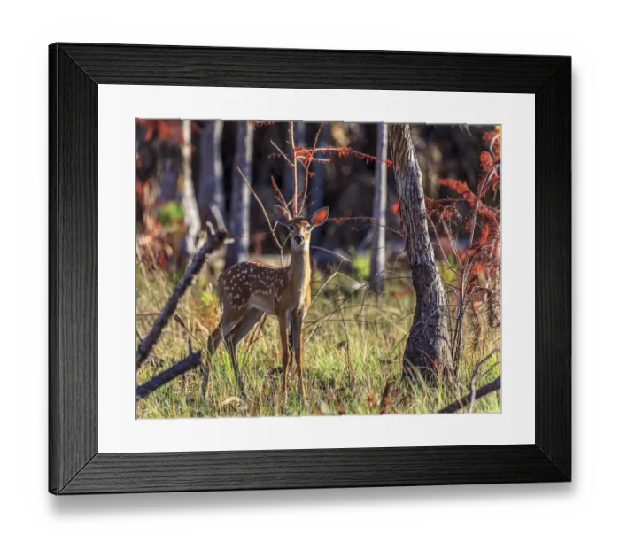 Framed Print : A curious white-tailed deer fawn in south Florida Framed Print : A curious white-tailed deer fawn in south Florida