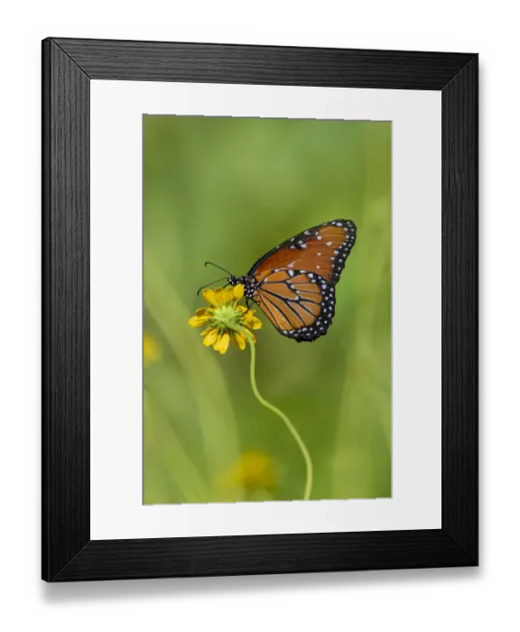 Framed Print : Queen (Danaus gilippus) butterfly on sunflower Framed Print : Queen (Danaus gilippus) butterfly on sunflower