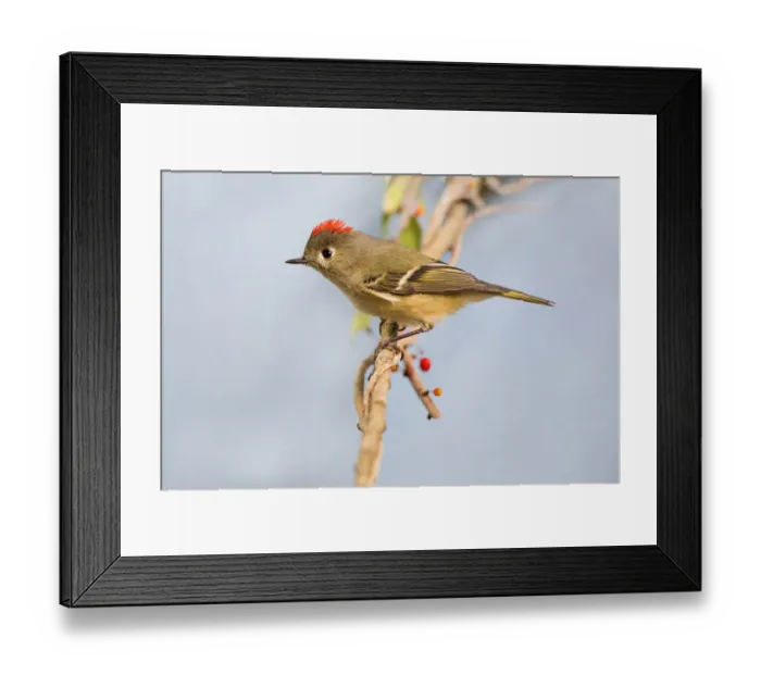 Framed Print : Ruby-crowned Kinglet on limb Framed Print : Ruby-crowned Kinglet on limb