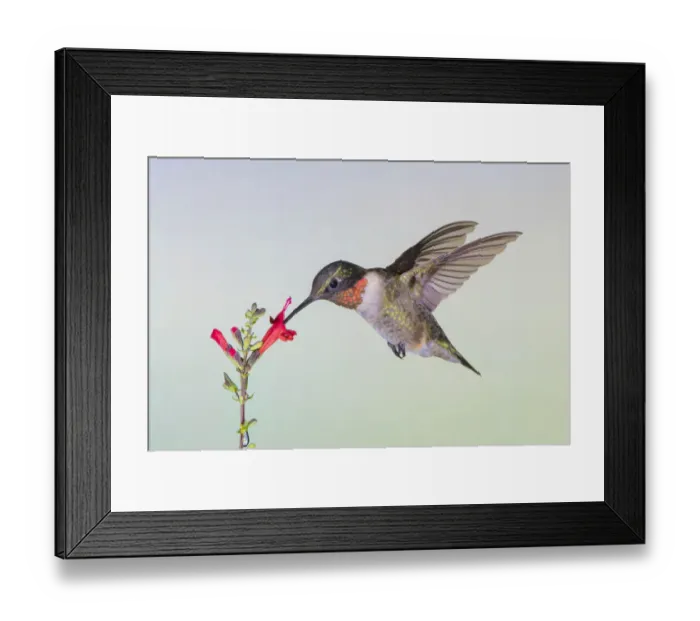 Framed Print : Ruby-throated Hummingbird (Archilochus solubris) feeding
