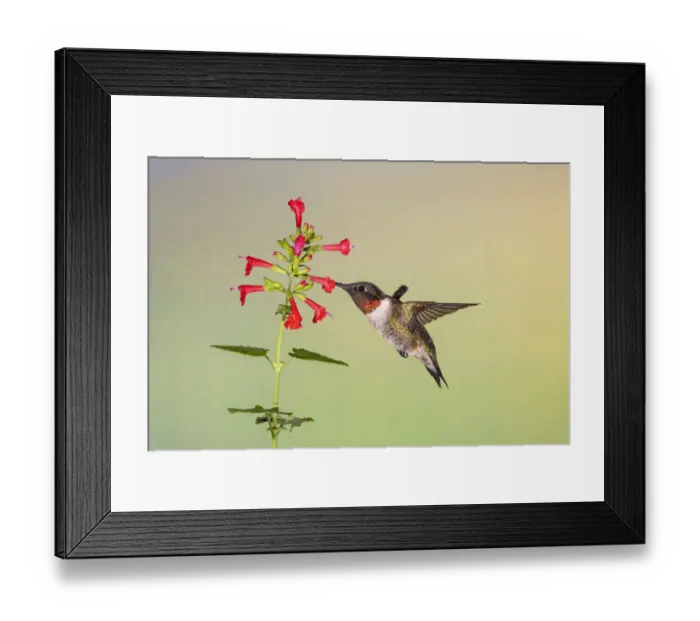 Framed Print : Ruby-throated Hummingbird (Archilochus colubris) feeding Framed Print : Ruby-throated Hummingbird (Archilochus colubris) feeding