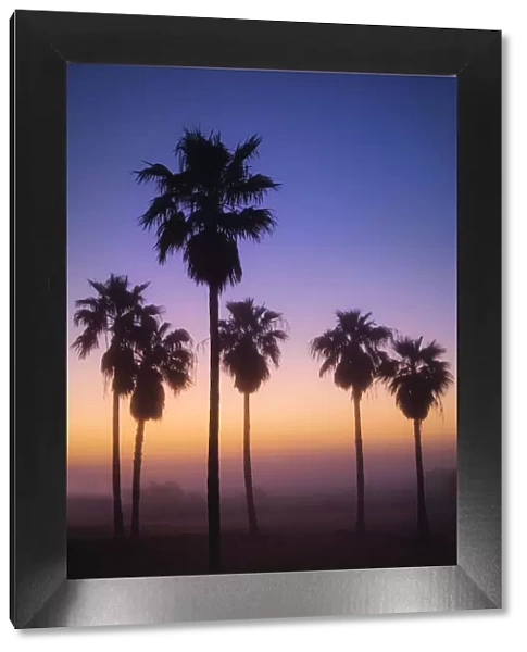 Palm Trees silhouetted by rising sun through fog