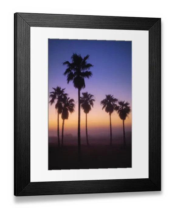 Framed Print : Palm Trees silhouetted by rising sun through fog