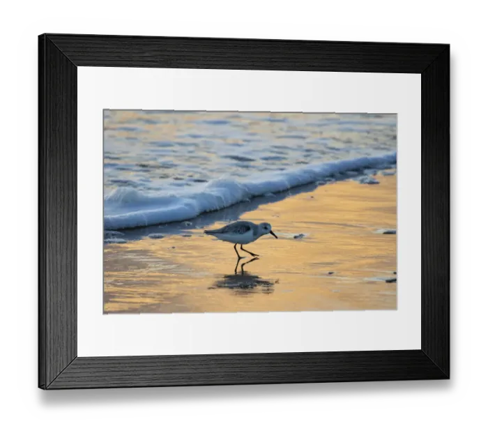 Framed Print : South Padre Island surf, wet beach and sanderling Framed Print : South Padre Island surf, wet beach and sanderling