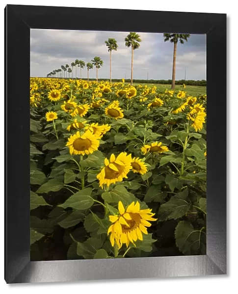 Commercial Sunflowers bordered by palm trees