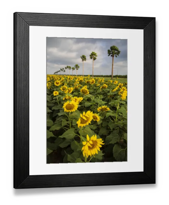 Framed Print : Commercial Sunflowers bordered by palm trees Framed Print : Commercial Sunflowers bordered by palm trees