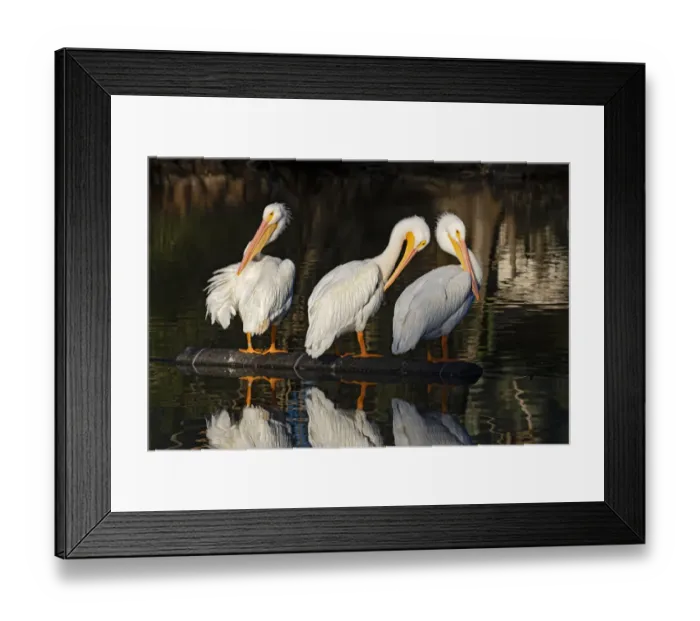 Framed Print : American White Pelican (Pelecanus erythrorhynchos) preening and resting