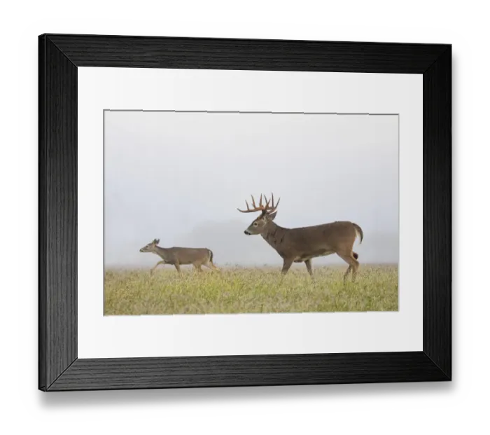 Framed Print : White-tailed Deer (Odocoileus virginianus) in autumn Framed Print : White-tailed Deer (Odocoileus virginianus) in autumn