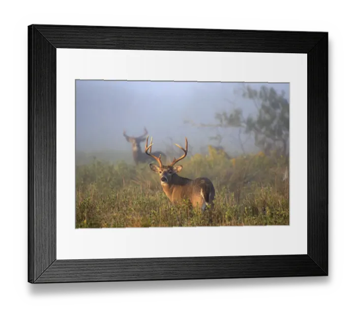 Framed Print : White-tailed Deer (Odocoileus virginianus) males following the scent of a female Framed Print : White-tailed Deer (Odocoileus virginianus) males following the scent of a female