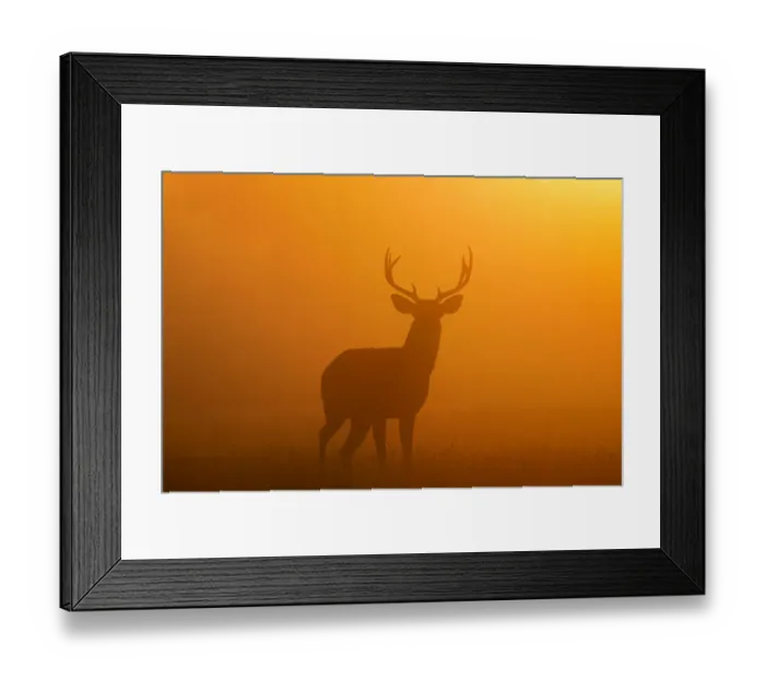 Framed Print : White-tailed Deer (Odocoileus virginianus) male in morning fog Framed Print : White-tailed Deer (Odocoileus virginianus) male in morning fog