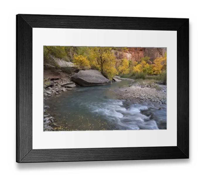 Framed Print : USA, Utah, Zion National Park. Boxelder trees along Virgin River in autumn Framed Print : USA, Utah, Zion National Park. Boxelder trees along Virgin River in autumn