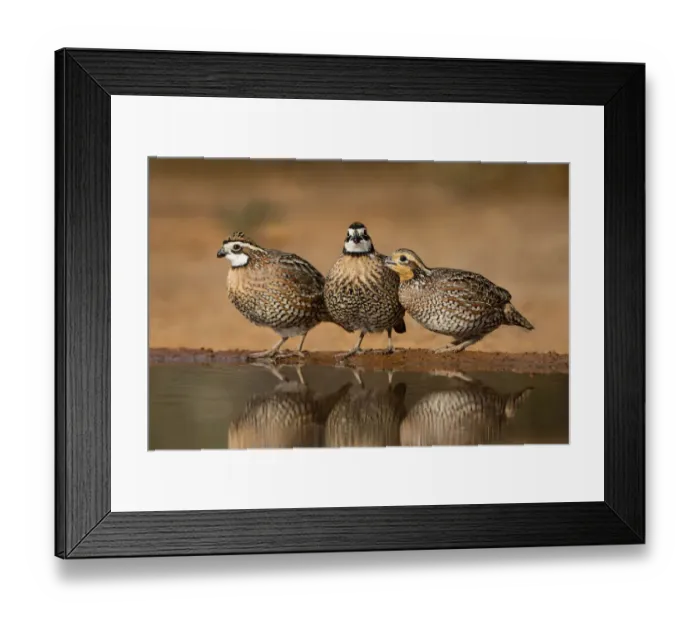 Framed Print : Northern Bobwhites drinking Framed Print : Northern Bobwhites drinking