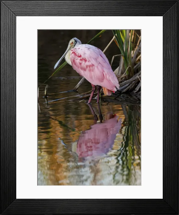 Framed Print : Roseate spoonbill wading among mangroves, South Padre Island, Texas