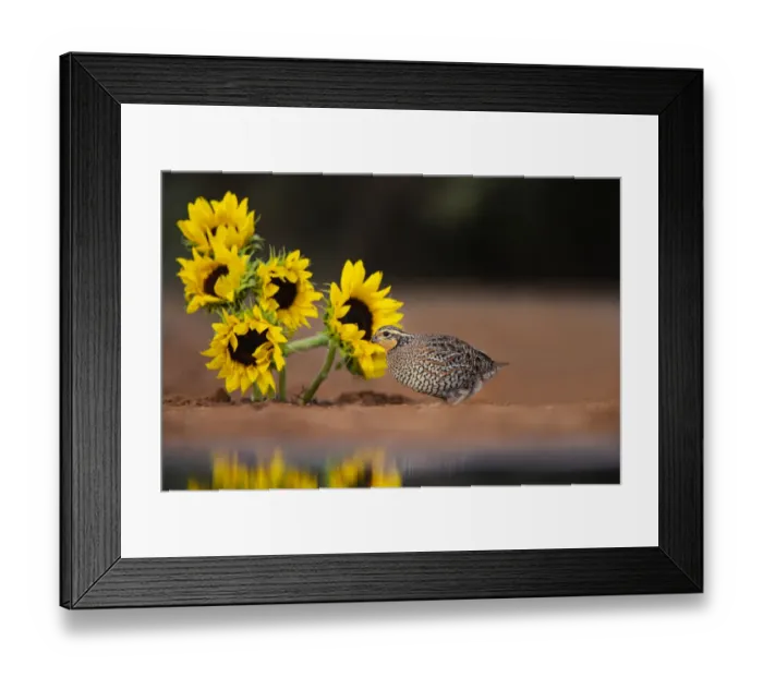 Framed Print : Northern Bobwhite (Colinus virginianus) female feeding