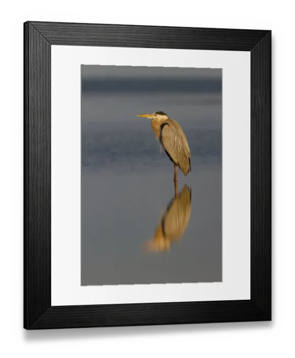 Framed Print : Great Blue Heron and reflection, South Padre Island, Texas