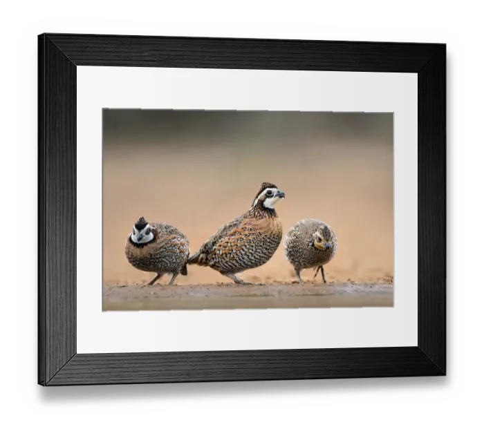 Framed Print : Northern Bobwhites (Colinus virginianus) drinking Framed Print : Northern Bobwhites (Colinus virginianus) drinking