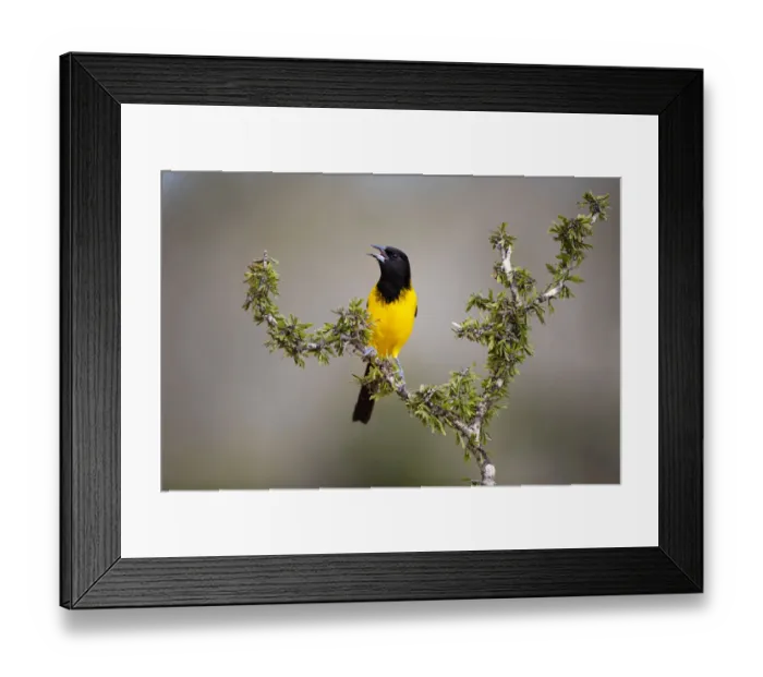 Framed Print : Audubons Oriole (Icterus graduacauda) perched