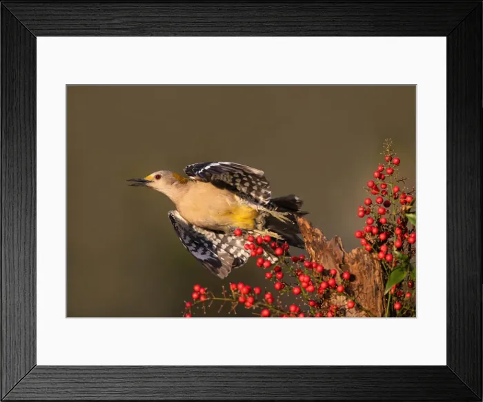 Framed Print : Golden-fronted Woodpecker (Melanerpes aurifrons) in flight Framed Print : Golden-fronted Woodpecker (Melanerpes aurifrons) in flight
