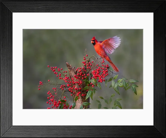 Framed Print : Northern Cardinal (Cardinalis cardinalis) landing