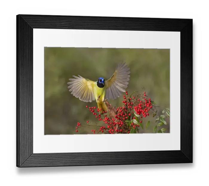 Framed Print : Green Jay (Cyanocorax yncas) landing on stump