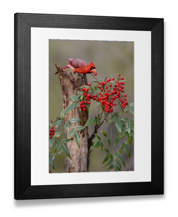 Framed Print : Northern Cardinal (Cardinalis cardinalis) eating berries from ornamental garden plant