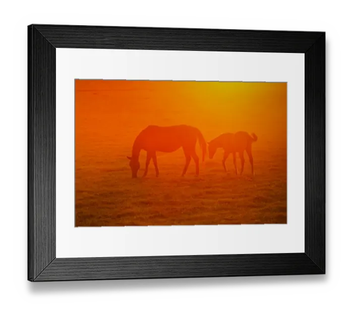 Framed Print : Horses grazing at sunset Framed Print : Horses grazing at sunset