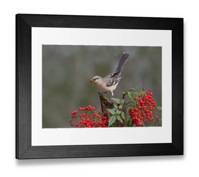 Framed Print : Northern Mockingbird (Mimus polyglottos) eating berries Framed Print : Northern Mockingbird (Mimus polyglottos) eating berries