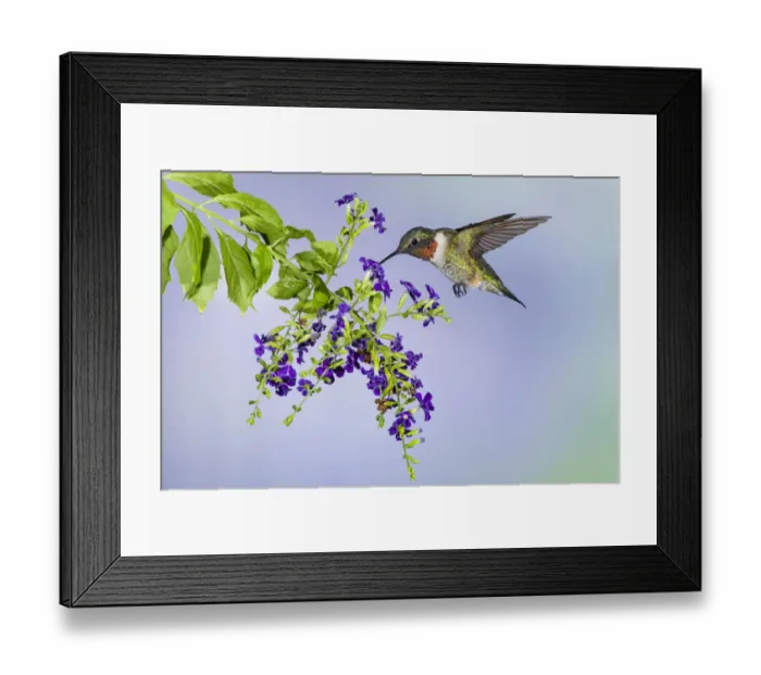 Framed Print : Ruby-throated Hummingbird (Archilochus colubris) feeding Framed Print : Ruby-throated Hummingbird (Archilochus colubris) feeding
