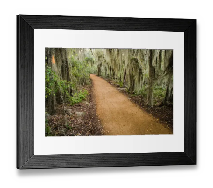 Framed Print : Spanish Moss (Tillandsia usneoides) at Santa Ana National Wildlife Refuge, Texas