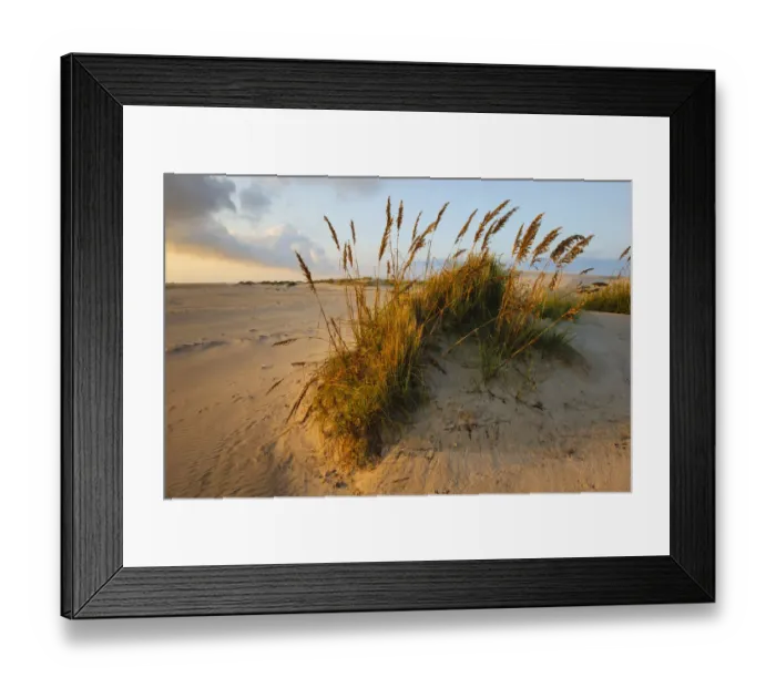 Framed Print : Sea Oats (Uniola Paniculata) on South Padre Island by the Gulf of Mexico at sunrise Framed Print : Sea Oats (Uniola Paniculata) on South Padre Island by the Gulf of Mexico at sunrise