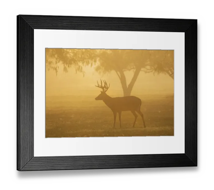 Framed Print : White-tailed Deer (Odocoileus virginianus) buck standing in morning fog Framed Print : White-tailed Deer (Odocoileus virginianus) buck standing in morning fog