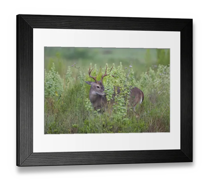 Framed Print : White-tailed Deer (Odocoileus virginianus) male browsing on tall weeds