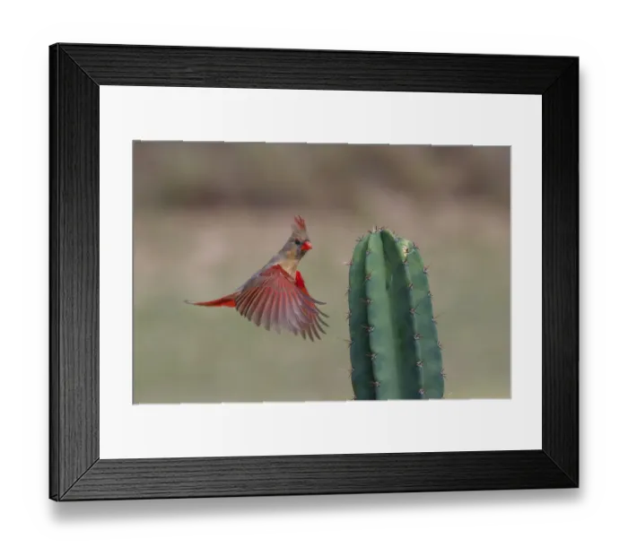 Framed Print : Female northern cardinal in flight, Rio Grand Valley, Texas Framed Print : Female northern cardinal in flight, Rio Grand Valley, Texas