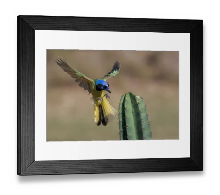 Framed Print : Green Jay in flight, Rio Grande Valley, Texas Framed Print : Green Jay in flight, Rio Grande Valley, Texas