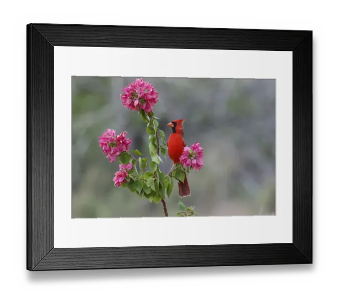 Framed Print : Male cardinal, Rio Grande Valley, Texas Framed Print : Male cardinal, Rio Grande Valley, Texas