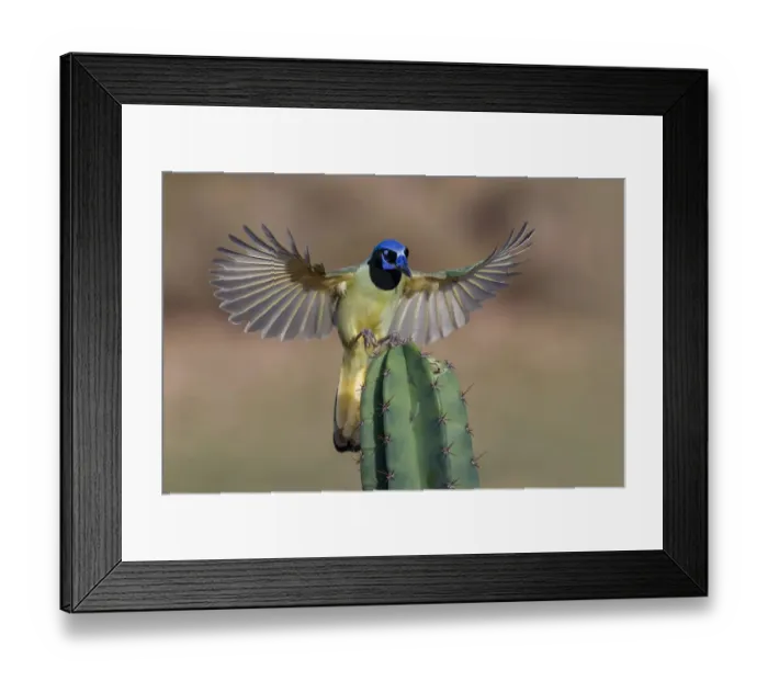 Framed Print : Green Jays in flight, Rio Grande Valley, Texas Framed Print : Green Jays in flight, Rio Grande Valley, Texas