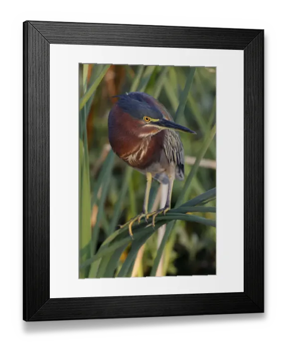 Framed Print : Green Heron, South Padre Island, Texas Framed Print : Green Heron, South Padre Island, Texas