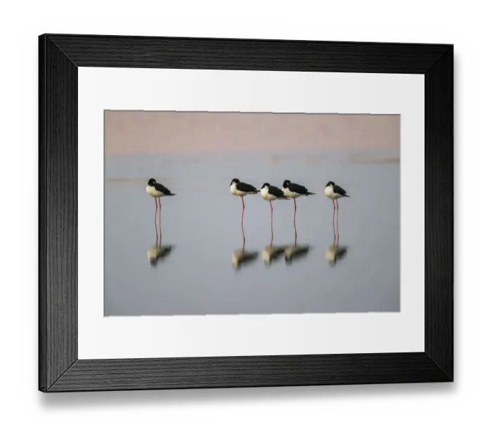 Framed Print : Black necked stilts sleeping and reflection, South Padre Island, Texas Framed Print : Black necked stilts sleeping and reflection, South Padre Island, Texas