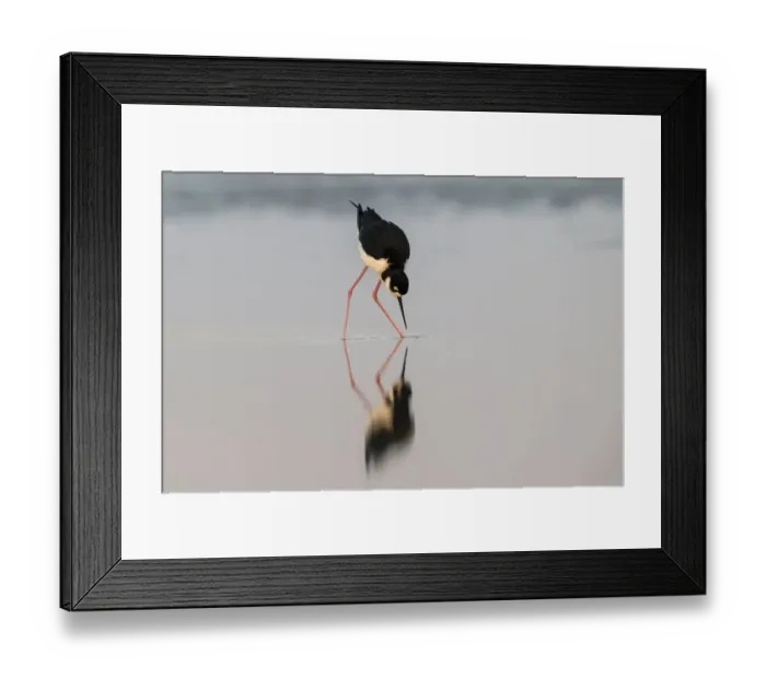 Framed Print : Black necked stilt and reflection, South Padre Island, Texas