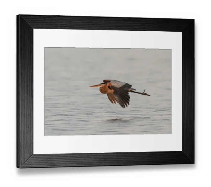 Framed Print : Great Blue Heron in flight, South Padre Island, Texas Framed Print : Great Blue Heron in flight, South Padre Island, Texas