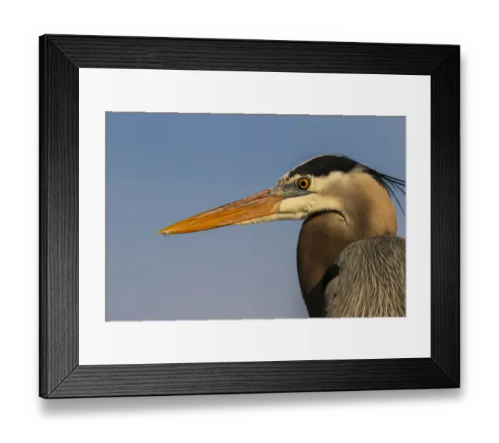 Framed Print : Great Blue Heron portrait details, South Padre Island, Texas Framed Print : Great Blue Heron portrait details, South Padre Island, Texas