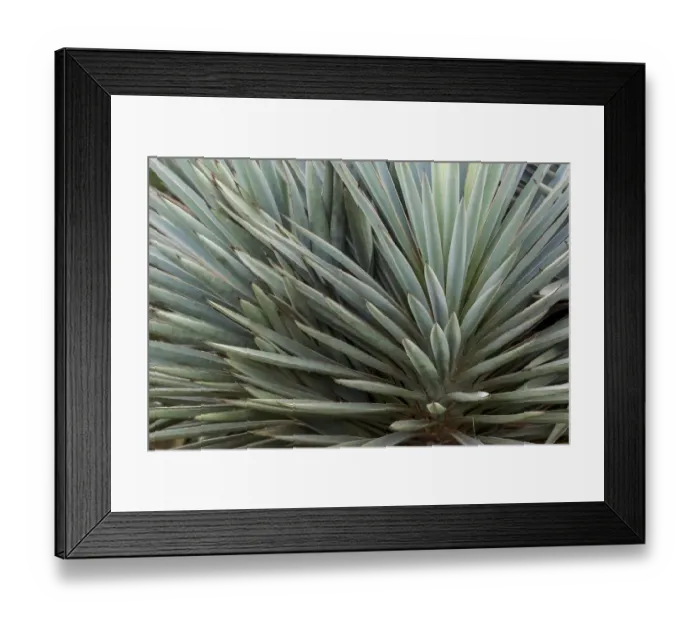 Framed Print : Pattern in yucca plant, South Padre Island, Texas Framed Print : Pattern in yucca plant, South Padre Island, Texas