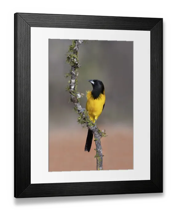 Framed Print : Audubons Oriole (Icterus graduacauda) perched Framed Print : Audubons Oriole (Icterus graduacauda) perched
