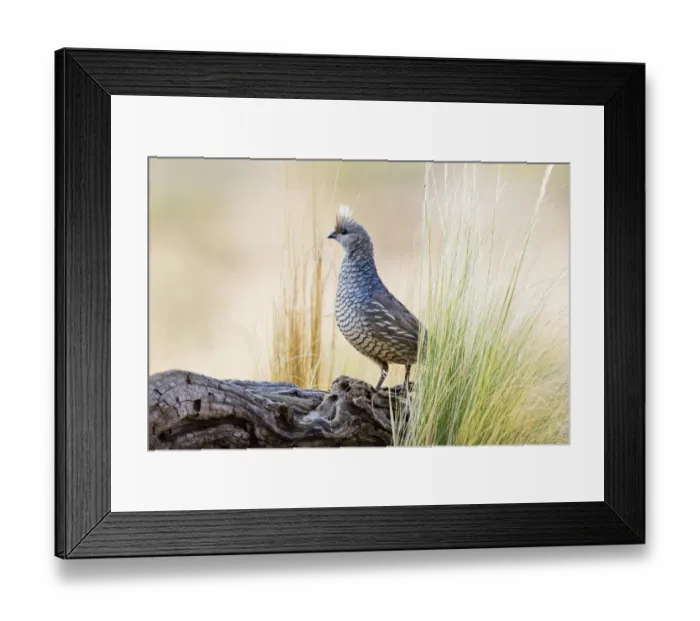 Framed Print : Scaled Quail (Callipepla squamata) in west Texas habitat Framed Print : Scaled Quail (Callipepla squamata) in west Texas habitat