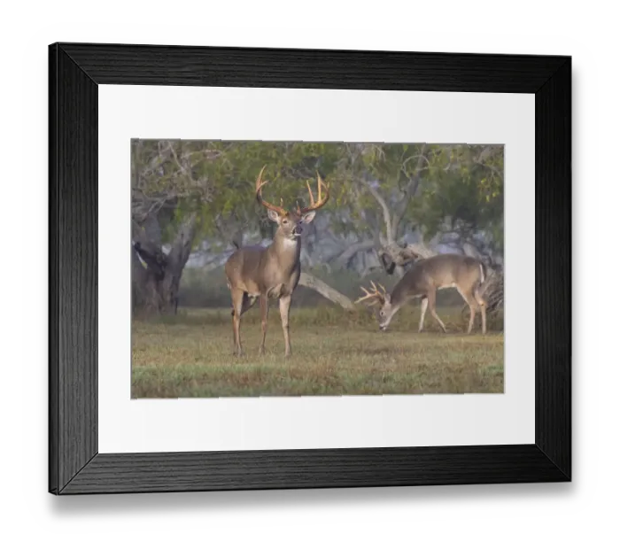 Framed Print : White-tailed Deer (Odocoileus virginianus) trailing females