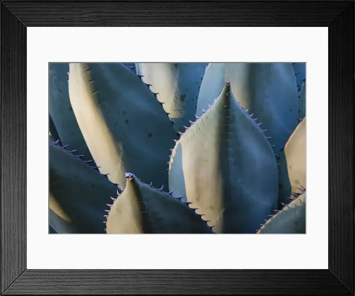 Framed Print : Century Plant (Agave species) leaves with spines Framed Print : Century Plant (Agave species) leaves with spines