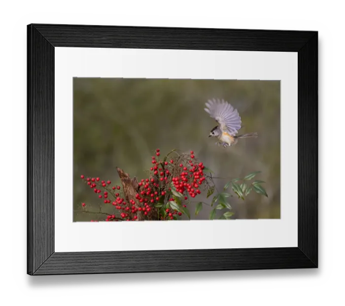Framed Print : Black-crested Titmouse (Baeolophus Atricristatus) landing